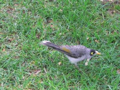 noisy miner